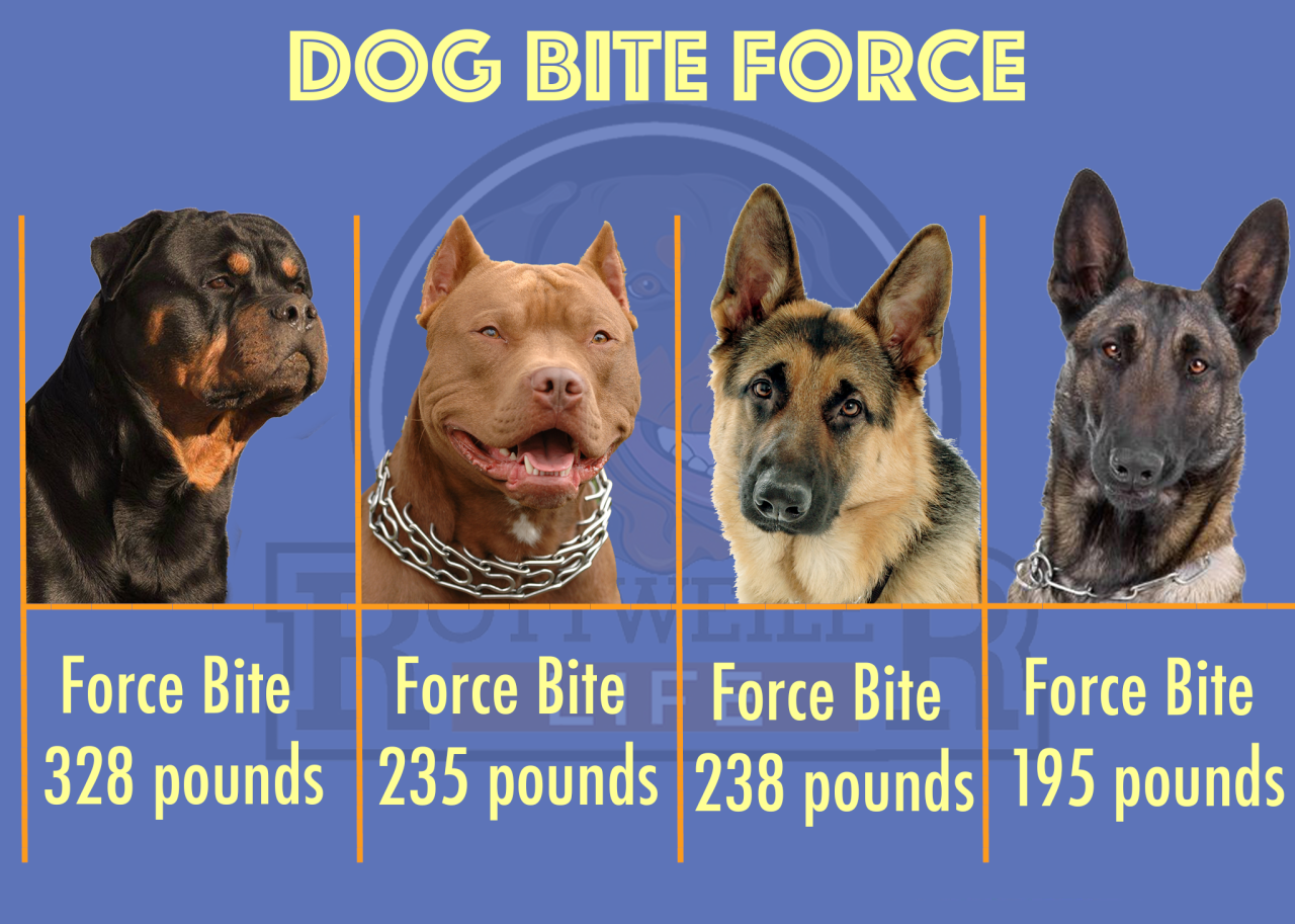 Top 10 strongest dog bite force