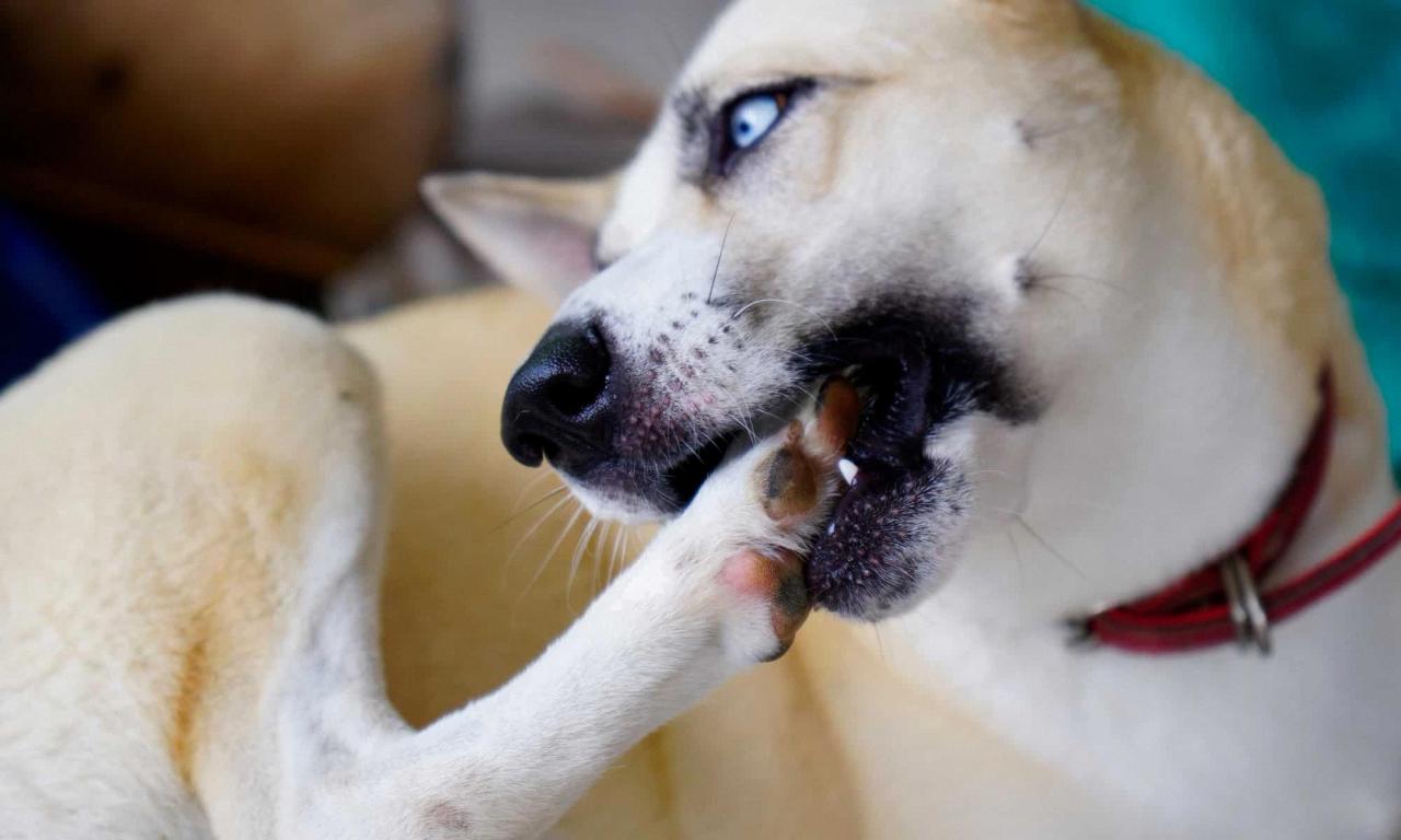Why do dogs bite their paws