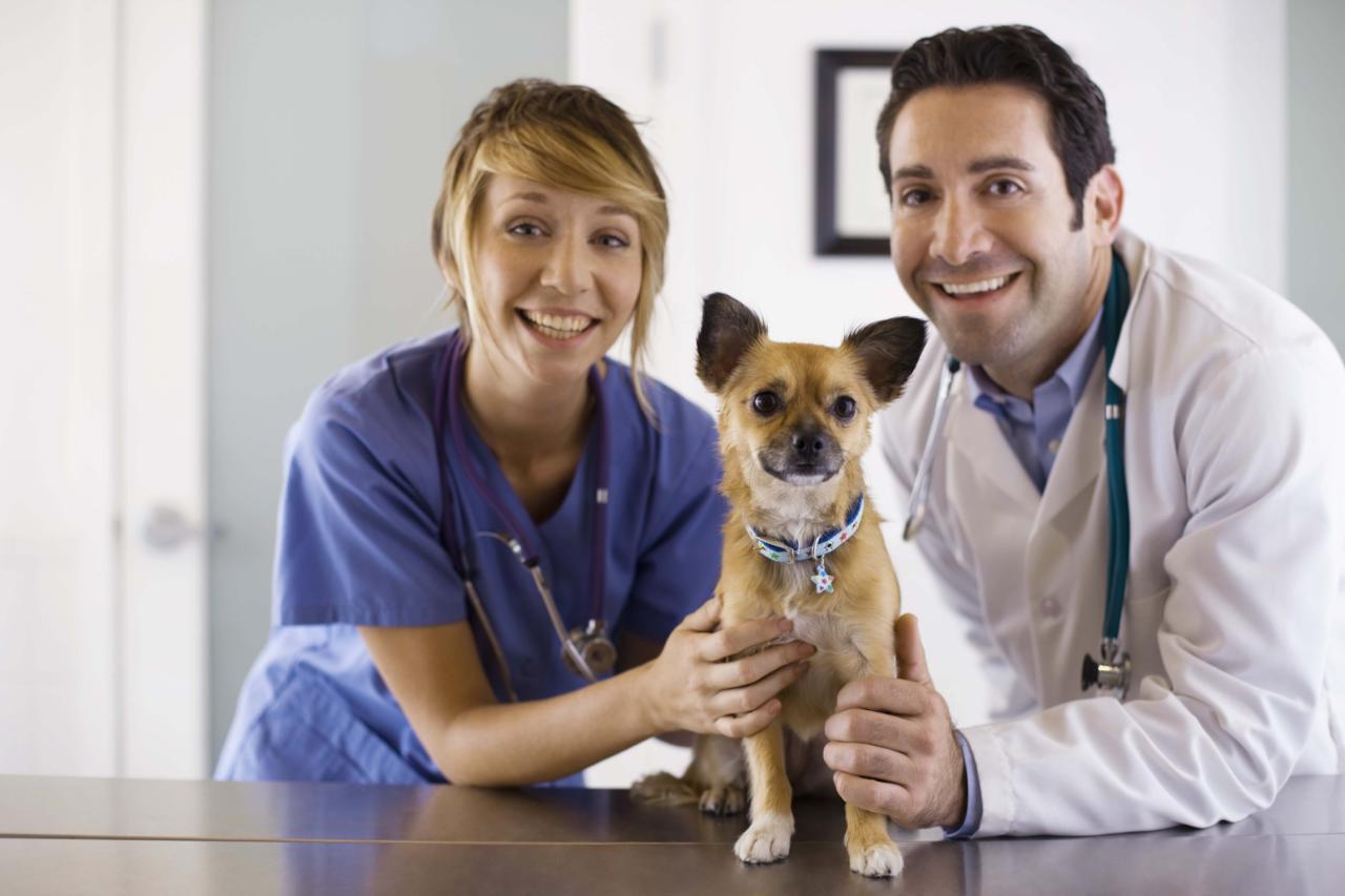 What education is required to be a veterinarian