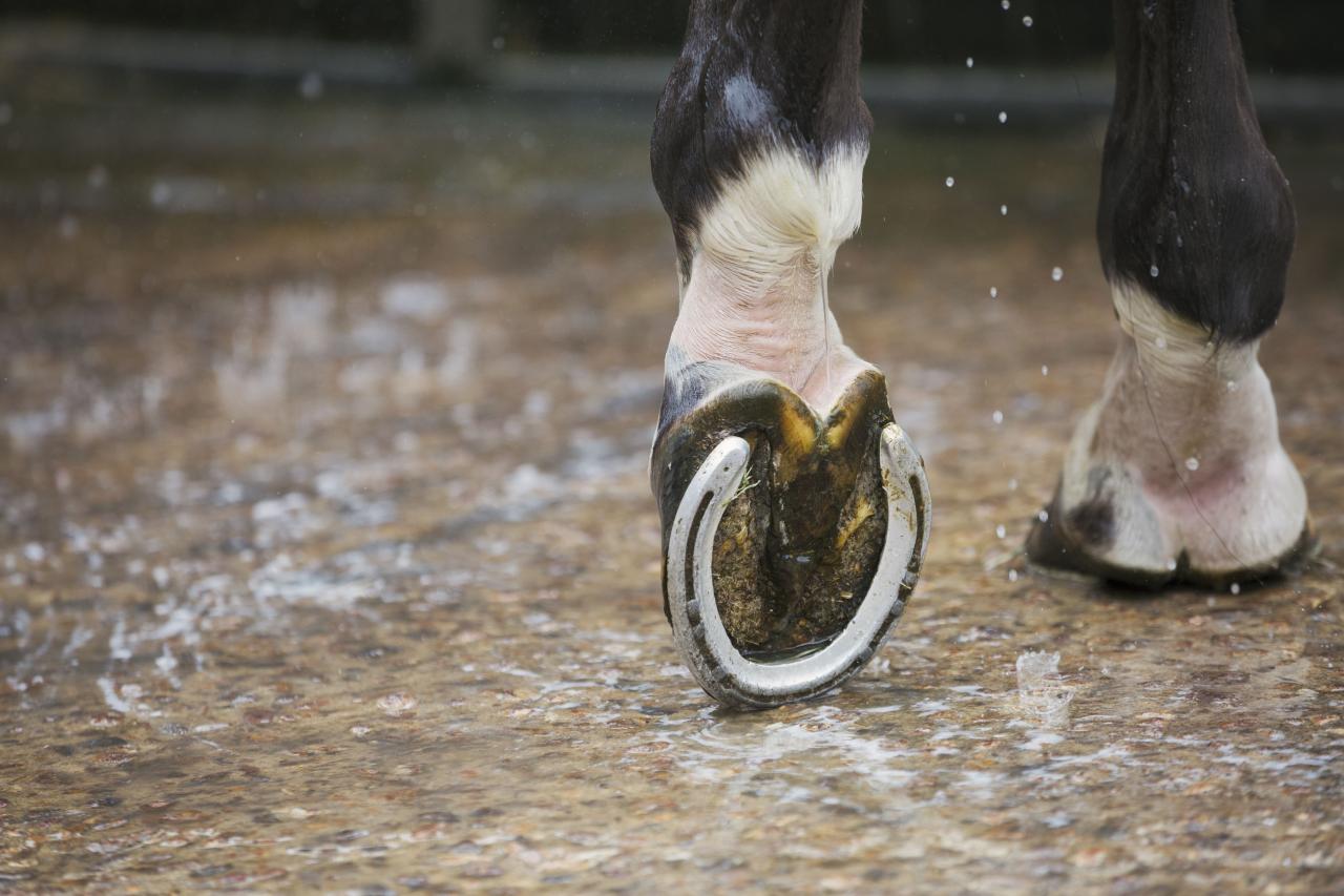 Horse shoe